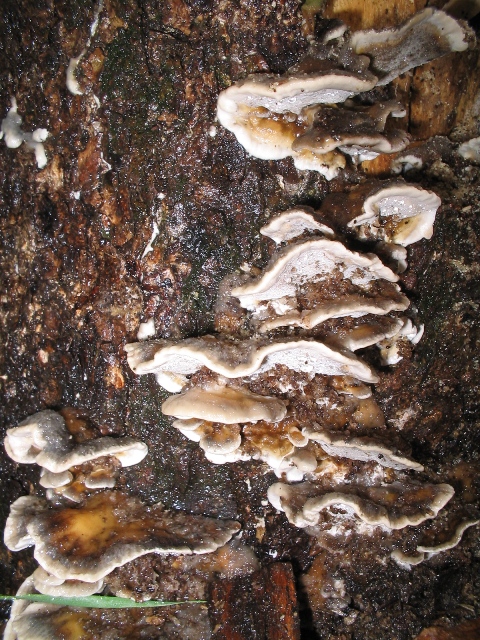 Fungo a mensola (Bjerkandera adusta)